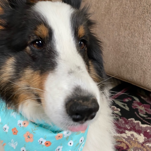 Meet your Posher, Karleigh - Picture 1 of 1